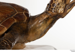 Neck Turtles Animal photo references